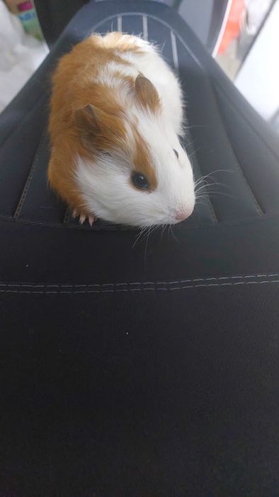 Морські свинки малята