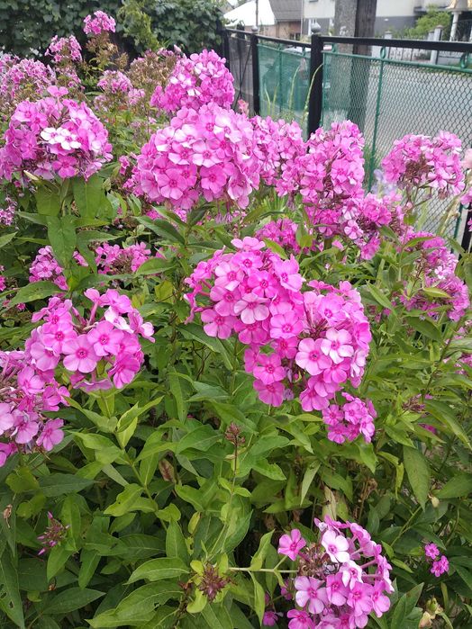 Продаються кореневища флокс