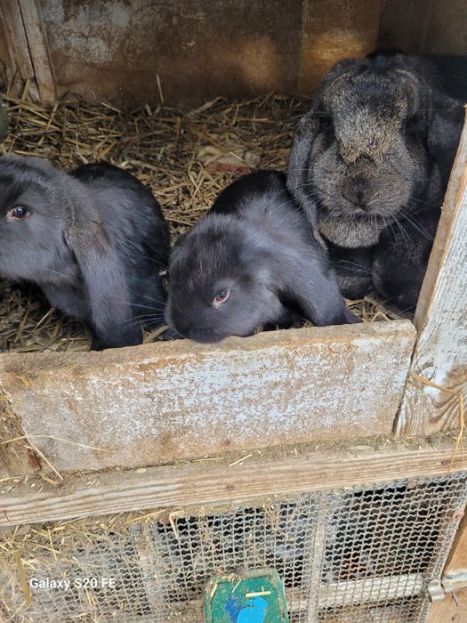 Króliki młode baran francuski