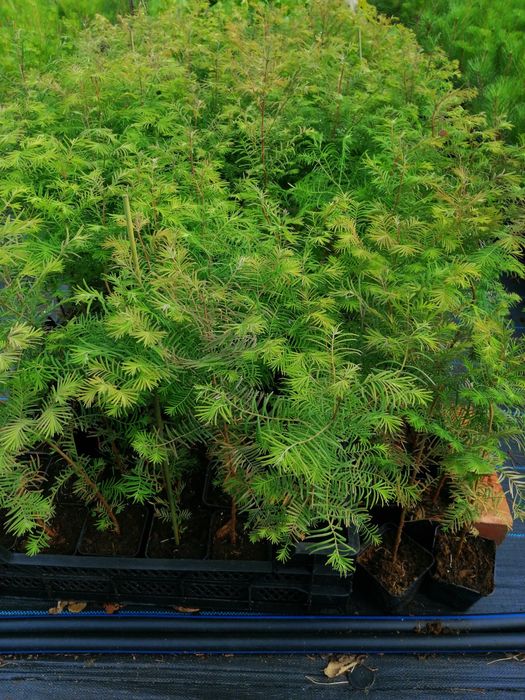 Metasekwoja chińska