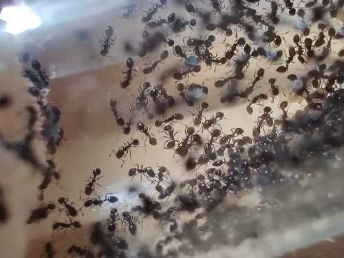 Mrówki Monomorium carbonarium