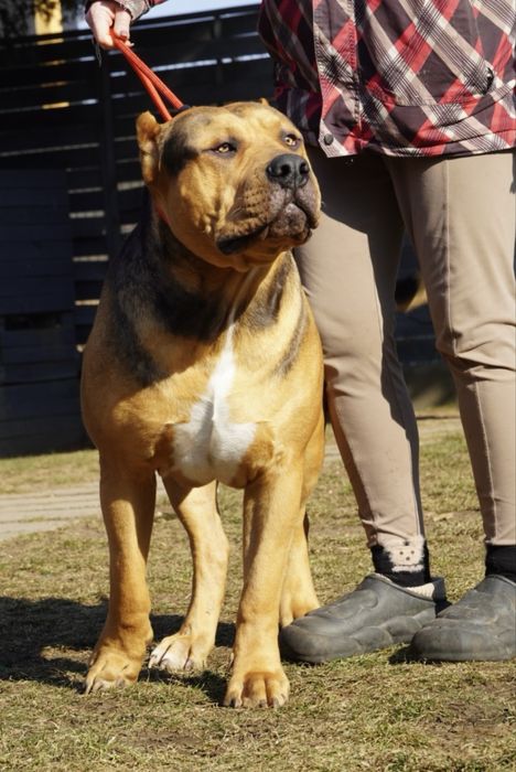 American Bully XL ABKC