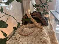 Wąż zbożowy z terrarium