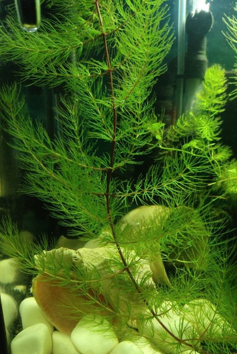 Продам  аквариумный мох ричия, роголистник