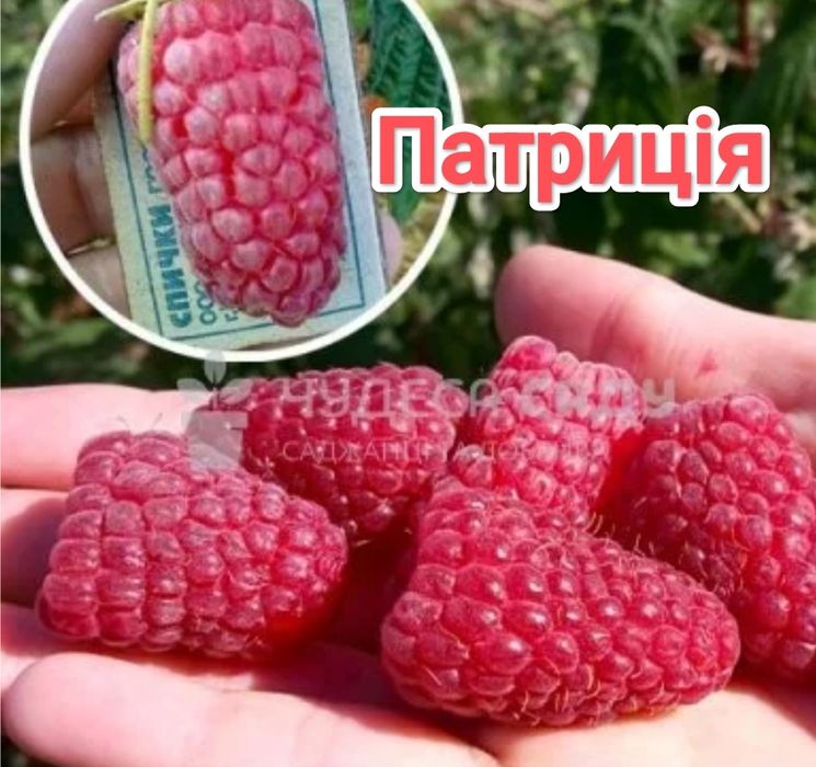 Малина, саджанці