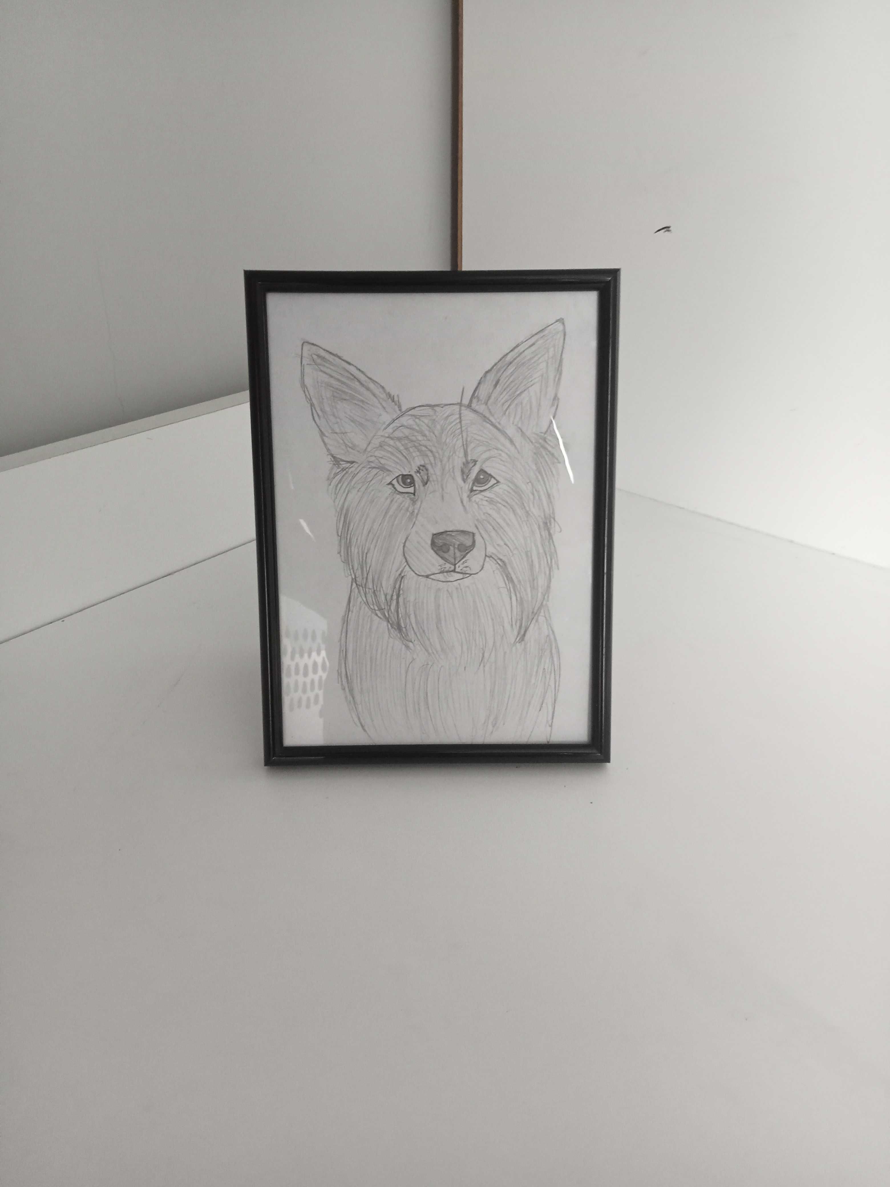 rysunek psa border collie a5