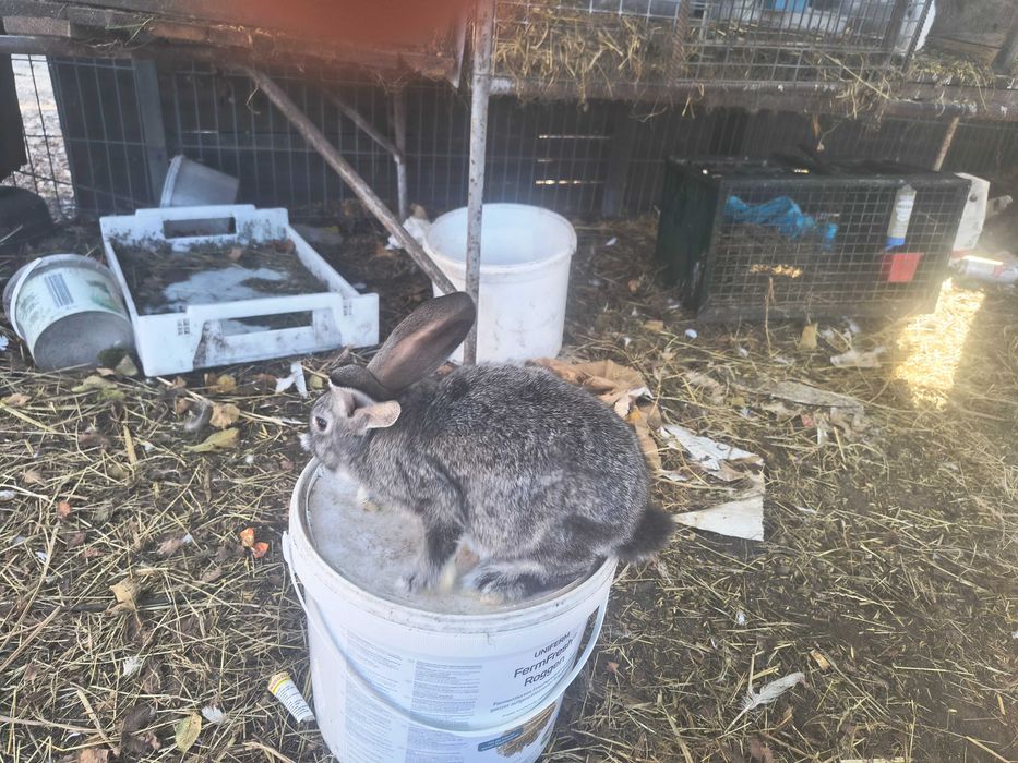 Sprzedam młode króliki belgijskie samiczki