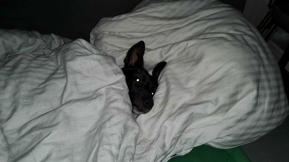 Opieka nad psem / kotem / zwierzętami, HOTEL, wyprowadzanie na spacer