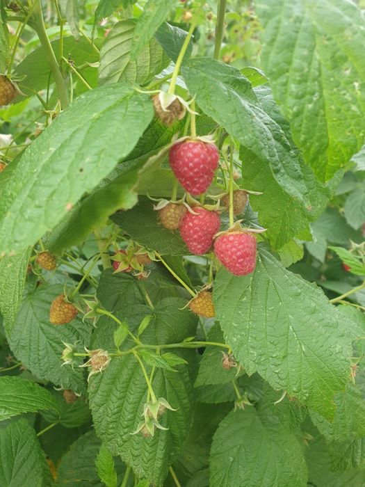 Sadzonki mali późnych.