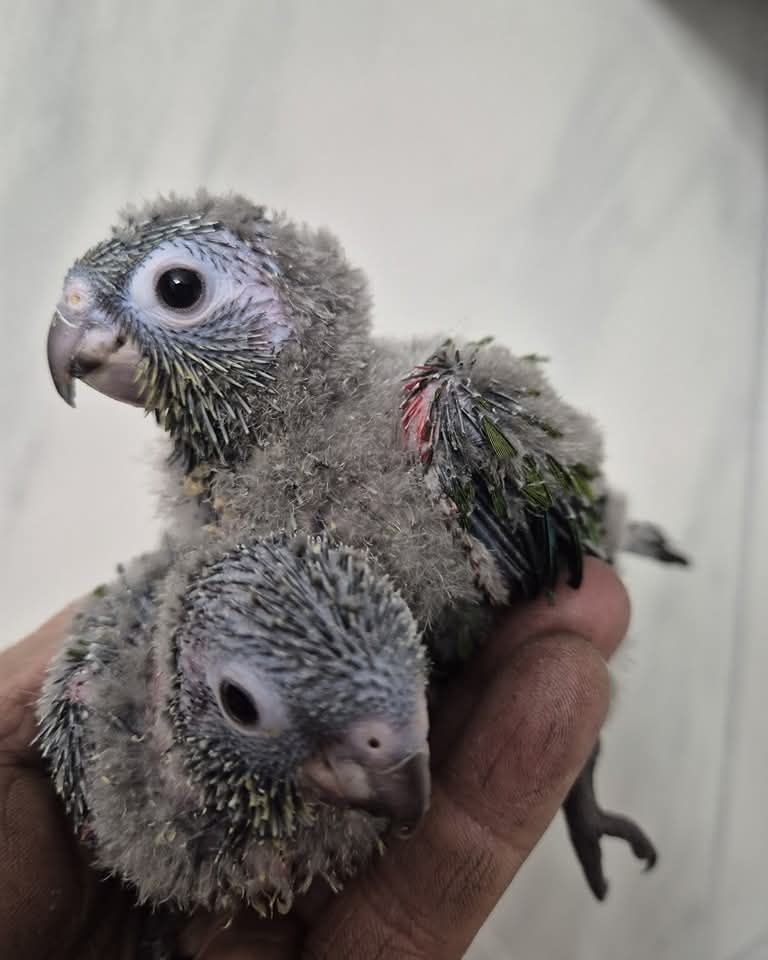 Pyrrhura perlata criadas a mão