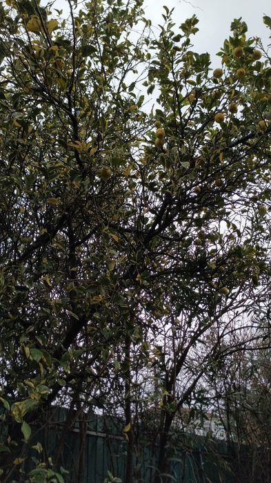 Vende-se Limão matizado