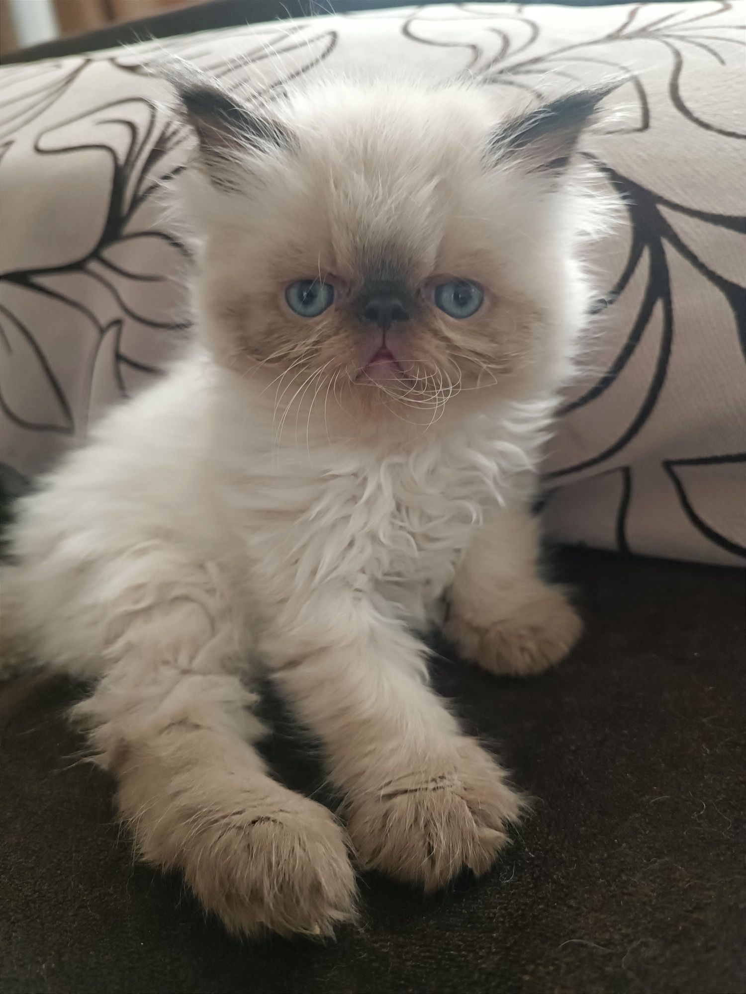 Гималайские котята