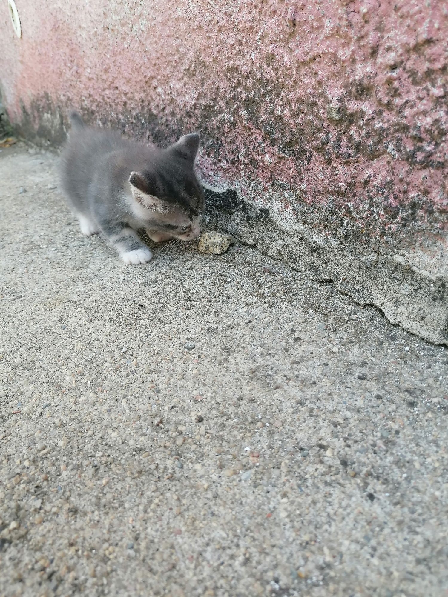 Gatos bebés 2 fêmeas