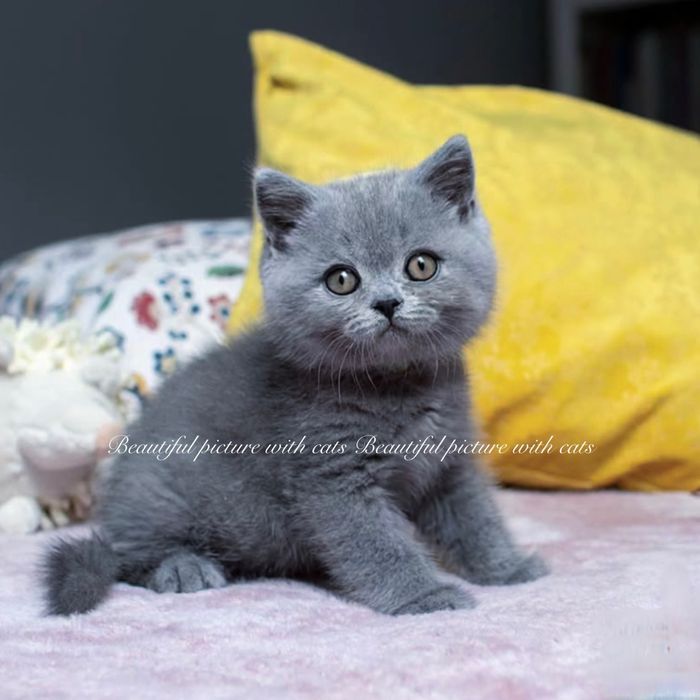 Прекрасні кошенята в блакитному забарвленні