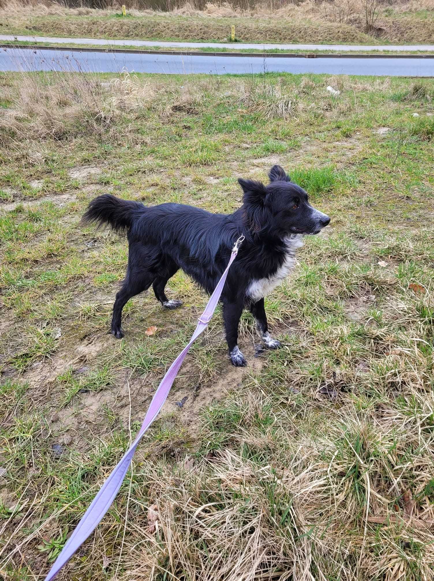 Czas - przerośnięty border collie