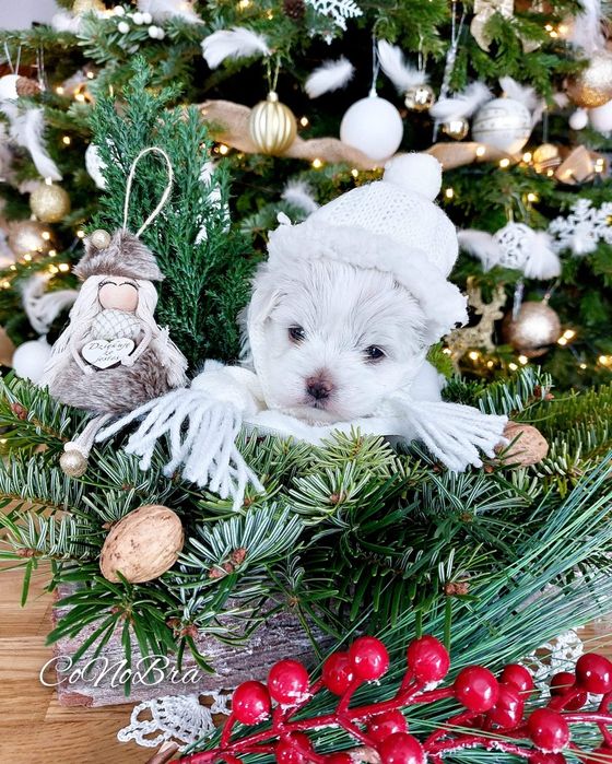 Maltańczyk maltańczyki szczeniaki