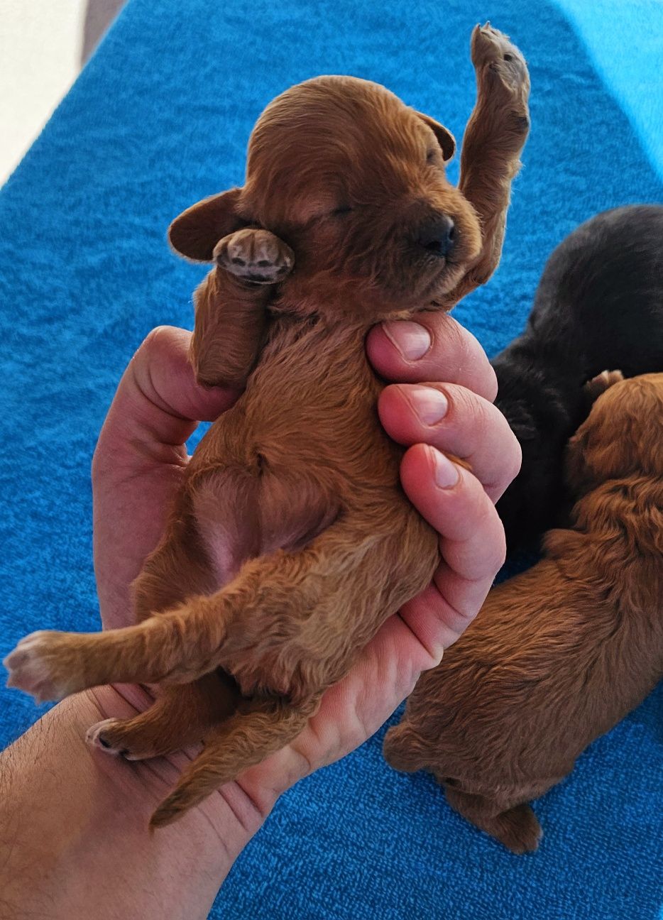 Cavapoo cavadoodle piesek f1b