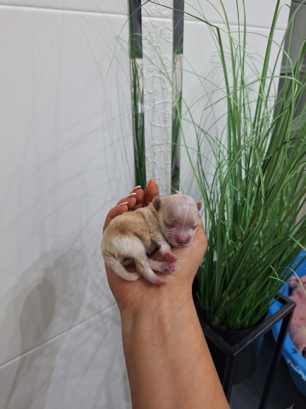 Suczka maltipoo xxs mini