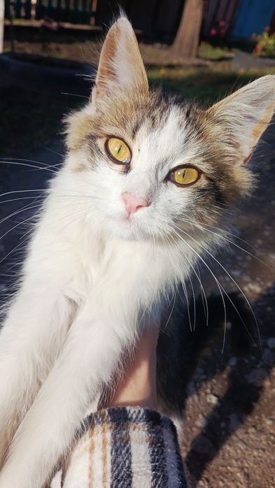 Віддам кошеня, хлопчик