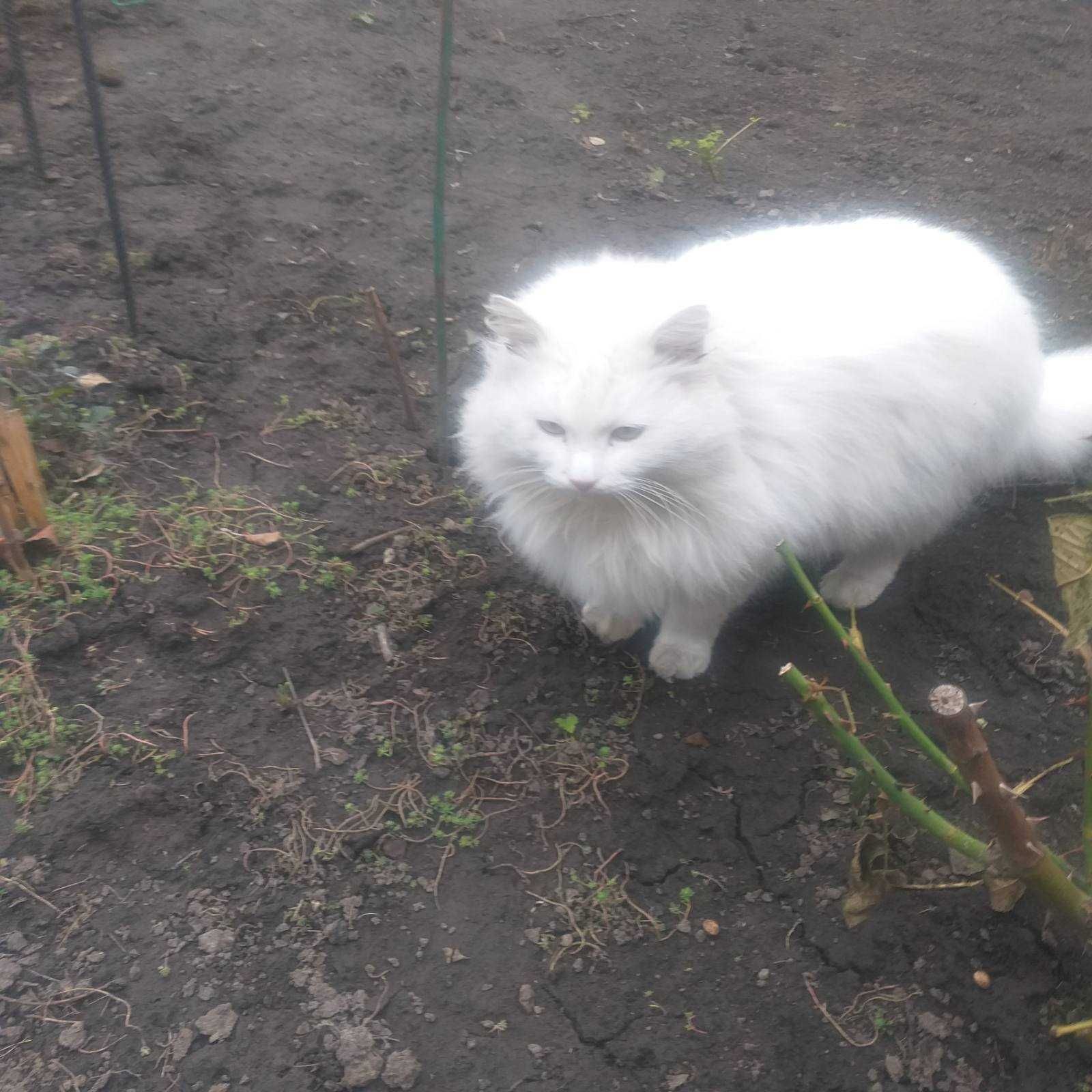Котик білий красунчик