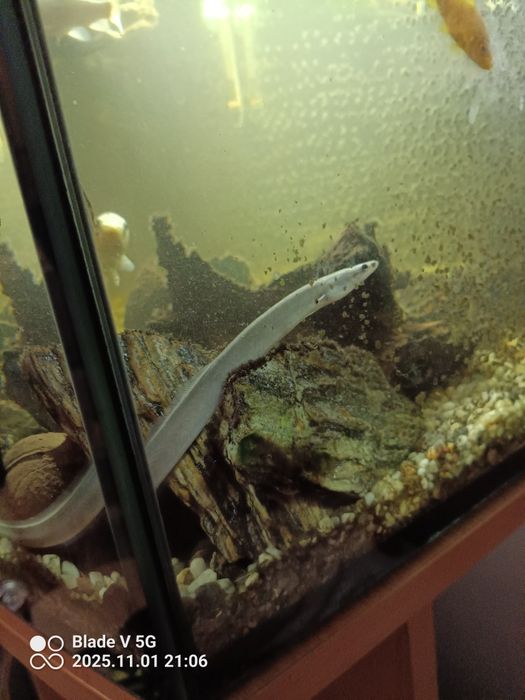 Rybki do oczka/ akwarium