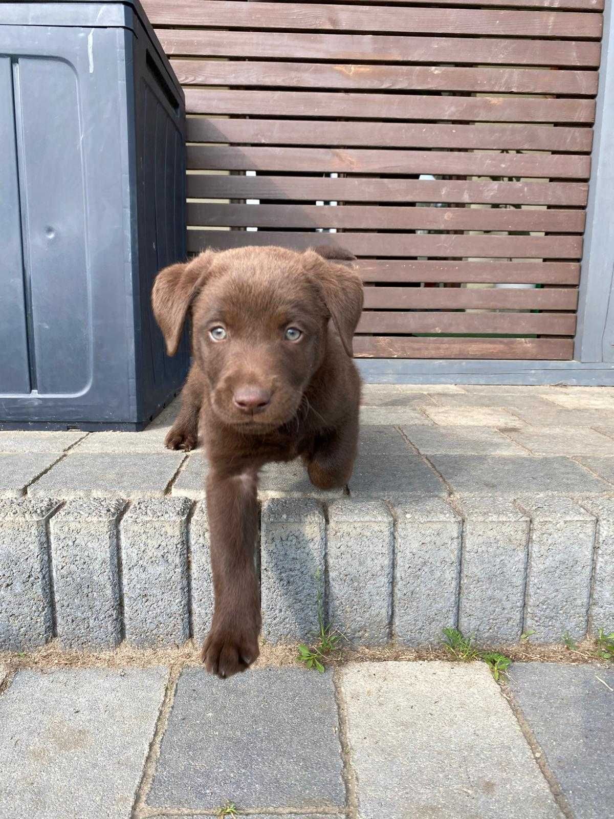 Szczeniak Labrador "Gotowy do odbioru"