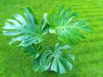 Monstera deliciosa big form XXL