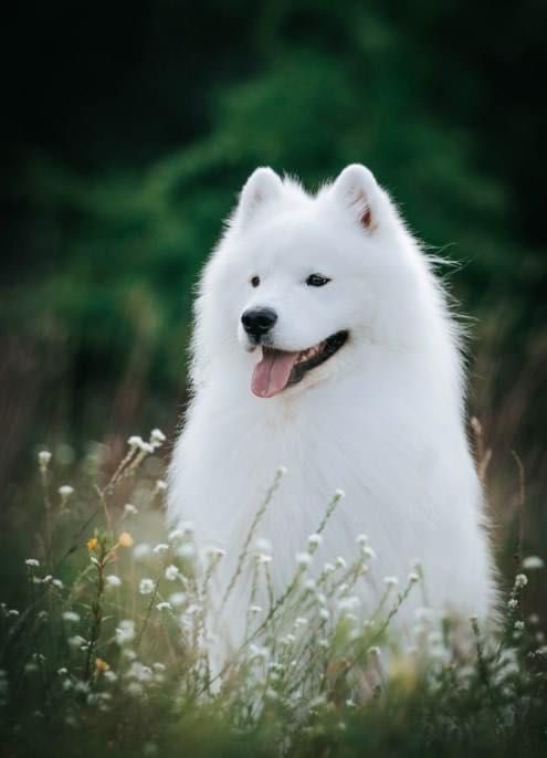 Szczeniak Samoyed FCI ZKwP szczenię