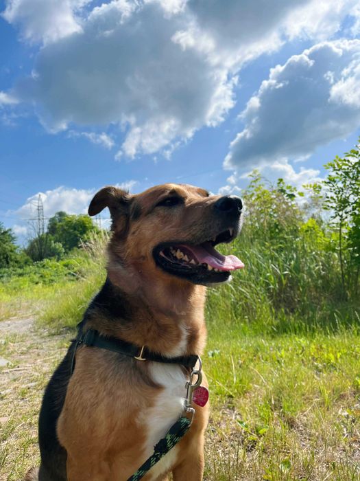 Oddam Nero w dobre ręce