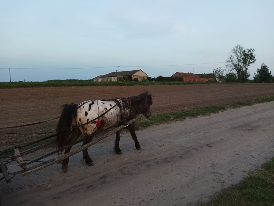 Klacz kuc kucyk tarant szetlandzki tarantowata zaprzegana