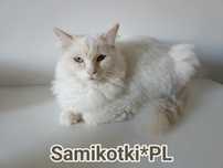 Kocur Ragdoll Kocurek HULK reproduktor , krycie FPL/CCF