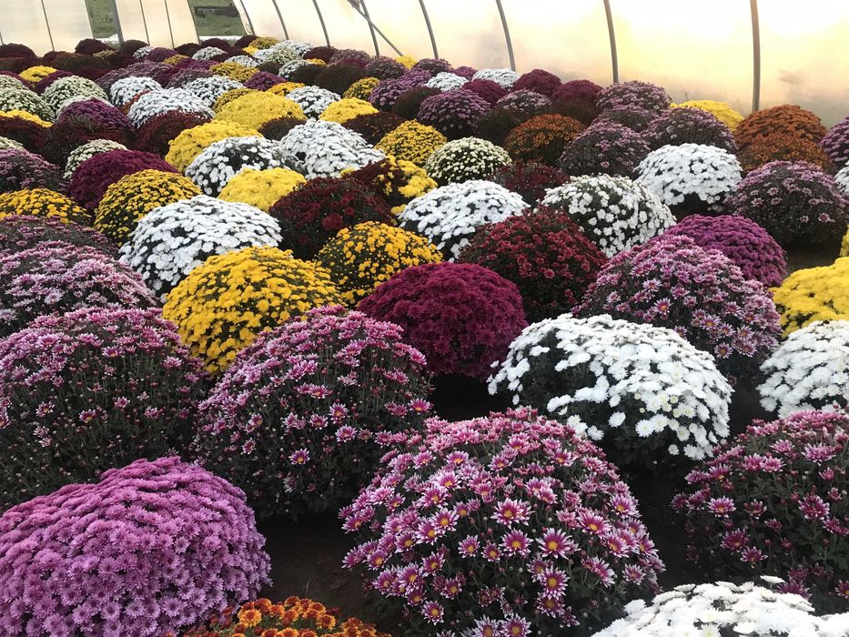 Chryzantemy drobnokwiatowe