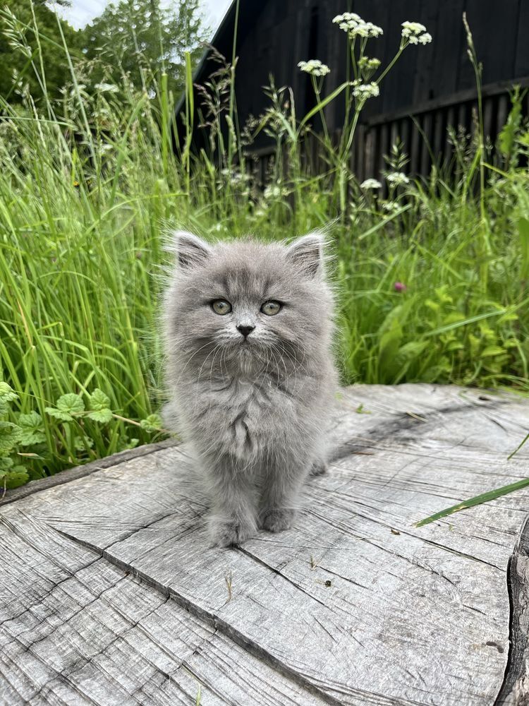 Котята британские с документами!