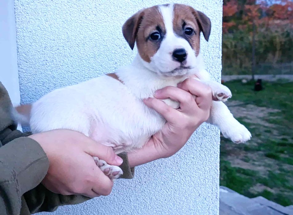 Jack Russell Terrier gładkowłosy ZKwP FCI