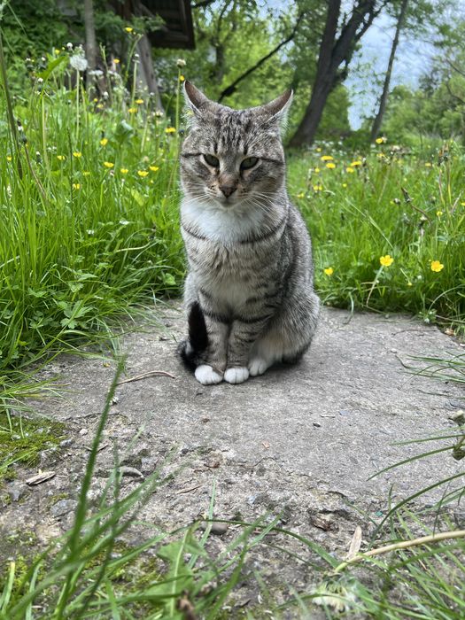 Котик у хороші руки