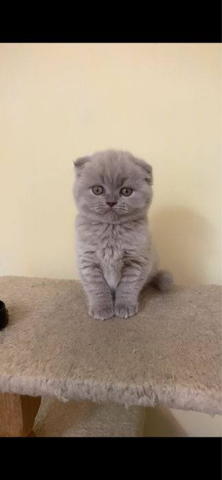 Дівчинка лілова фолд