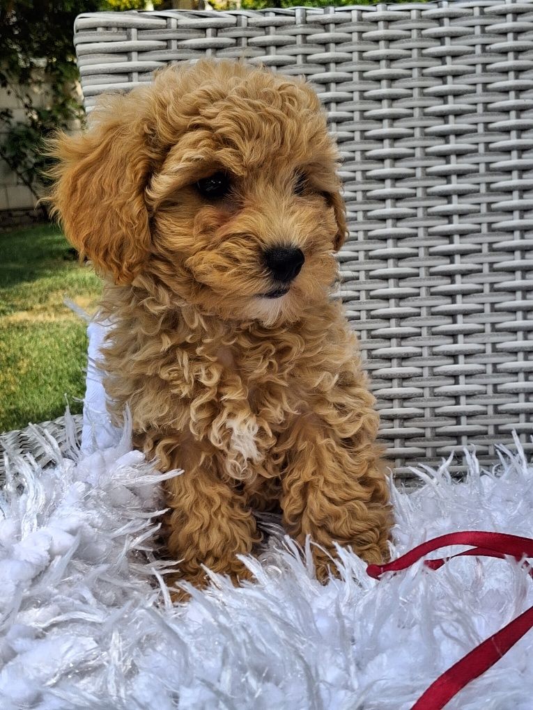Śliczna suczka Maltipoo