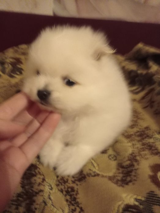 Щенки померанского шпица