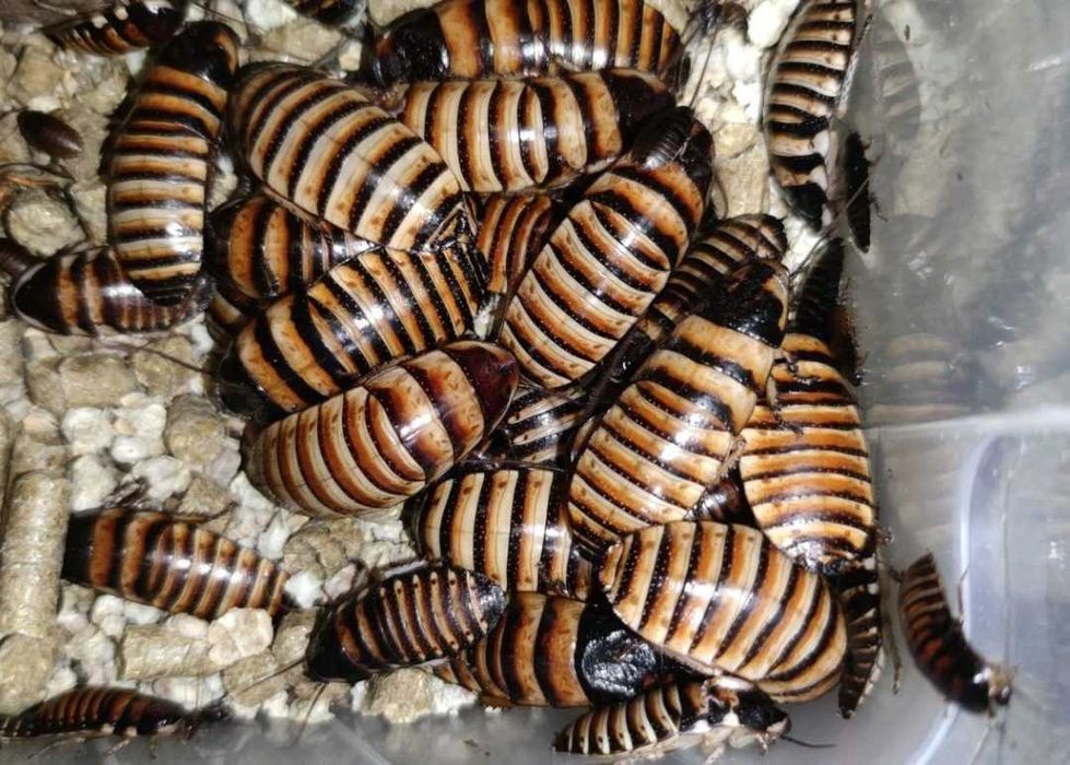 Всевозможный живой корм, таракан сверчок зофобас знахарь мучник тарган