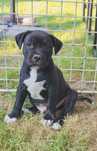 Staffordshire Bull Terrier FCI,