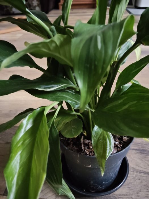 Skrzydło kwiat Diamond Variegata