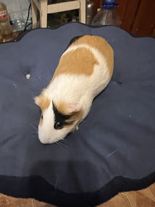 Морська свинка