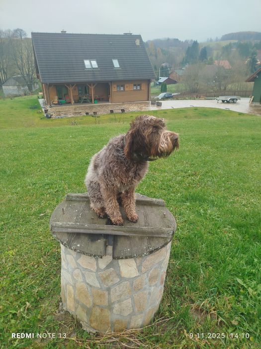 Pies Gryfon Korthalsa