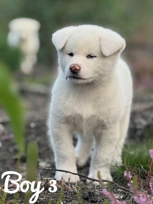 Akita Japońska*szczeniak*ZKwP*Shiro