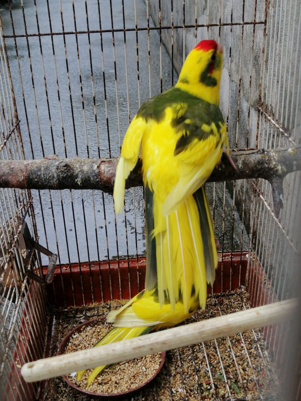 Kakarikis malhados