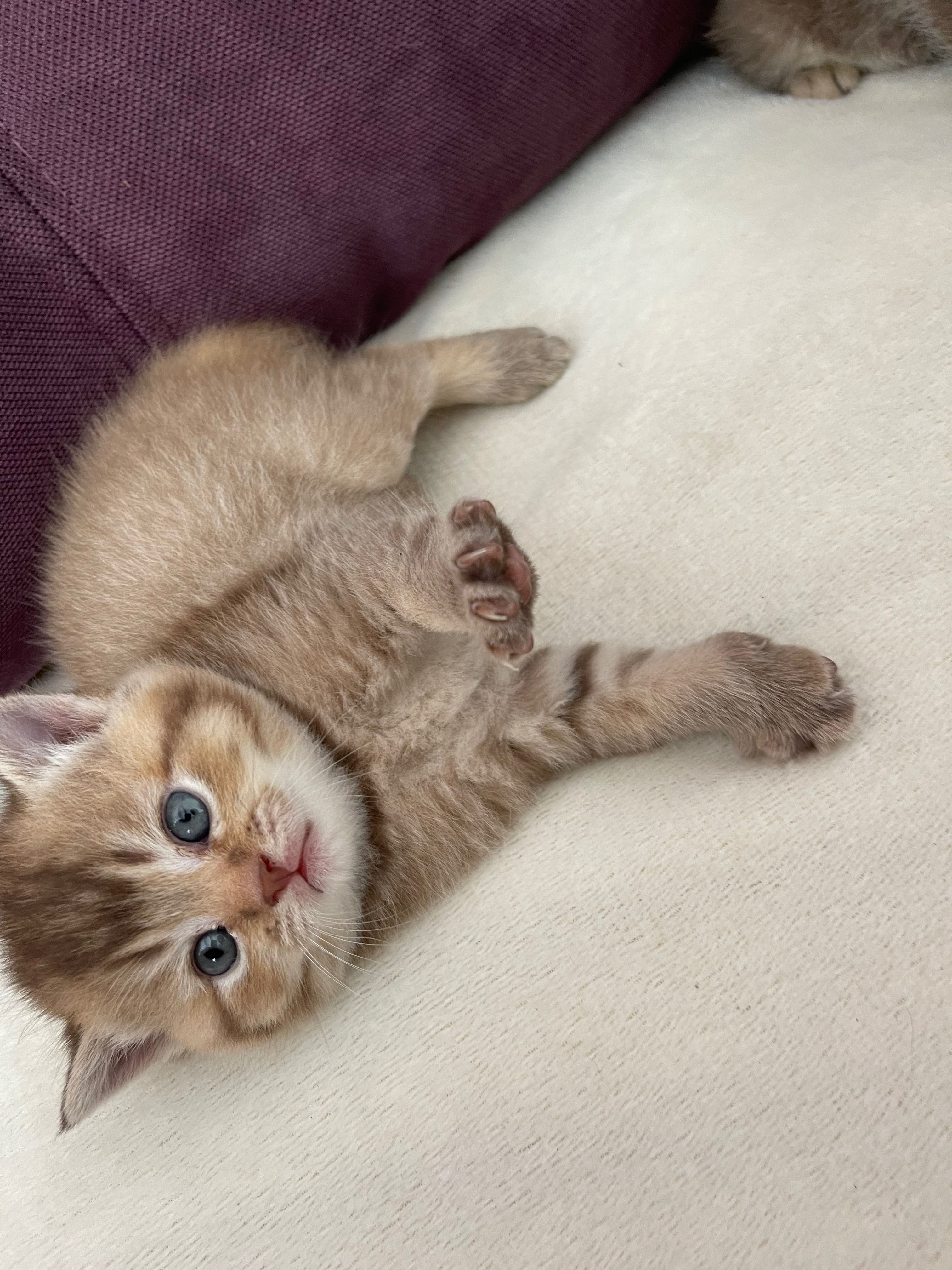 Кошеня шотландські скотіш страйт, золота шиншила , скотіш фолд