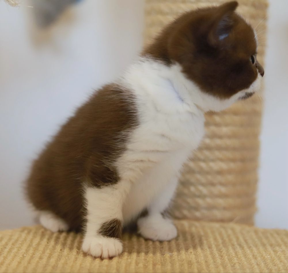 Fêmea  British Shorthair com LOP