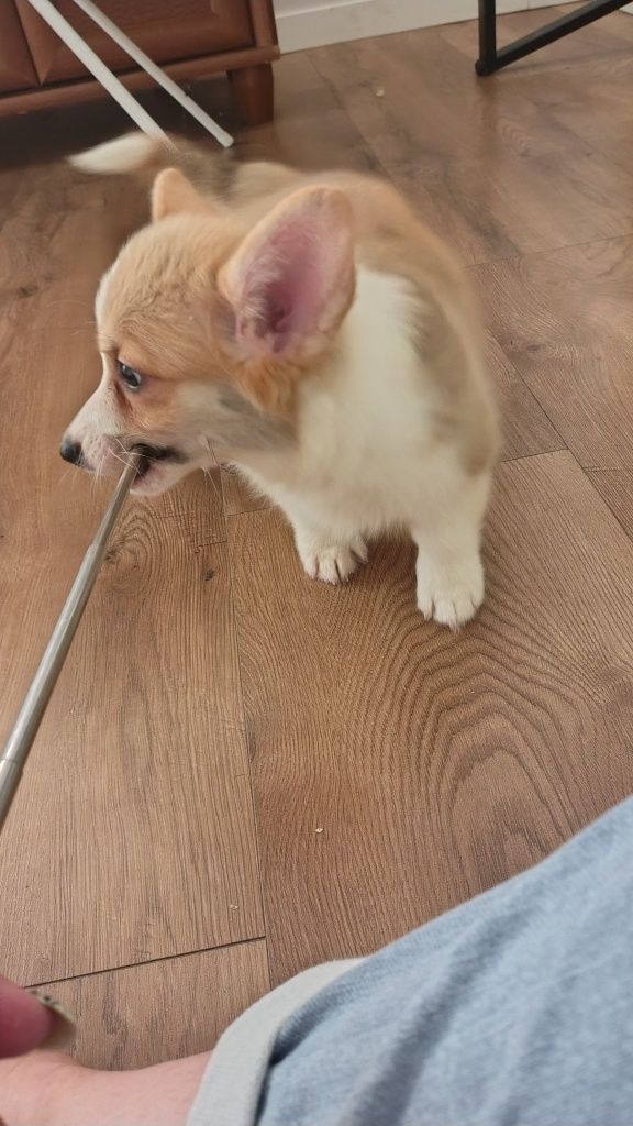 Welsh Corgi Pembroke FCI