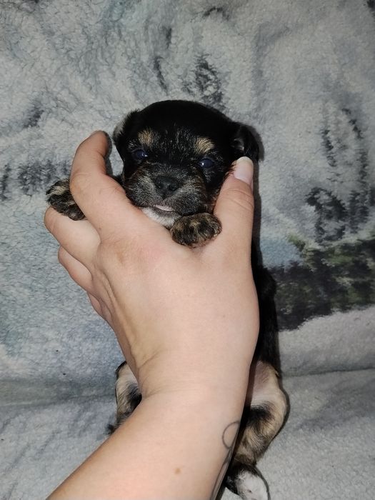 Oddam pieska w dobre ręce