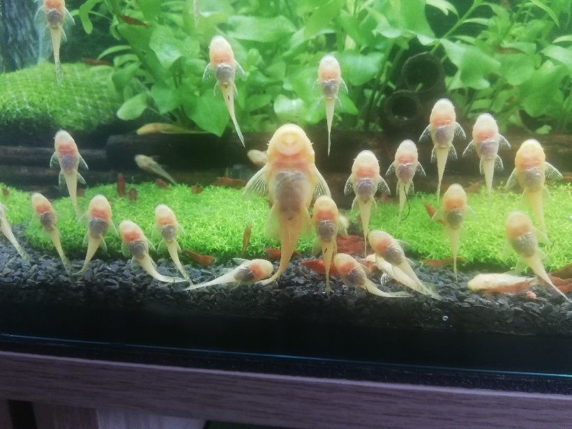 Glonojady  białe I czarne